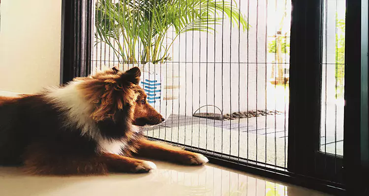 Sliding Screen Pet Door Repair in Deerfield Beach, FL
