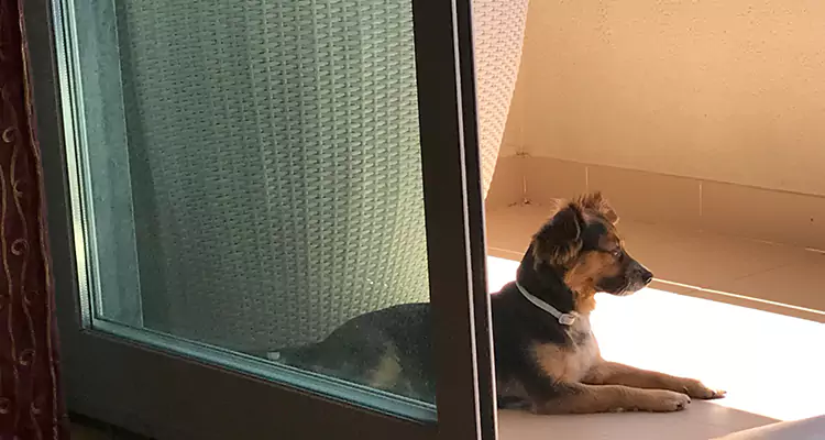 French Door Pet Screen Repair in Deerfield Beach, FL